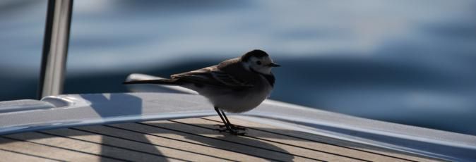 Bird perched on Greek Sails sailing yacht during a flotilla sailing holiday