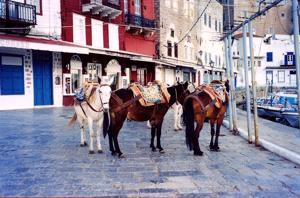 Motor traffic is banned from the island of Hydra and so horses & ponies provide the public transport